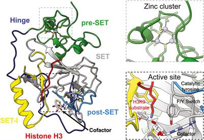 Targets of histone H3 lysine 9 methyltransferases